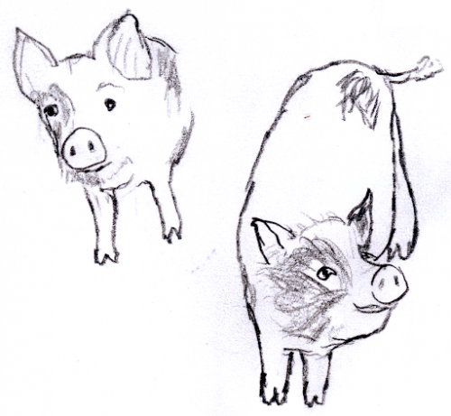 what might pigs do